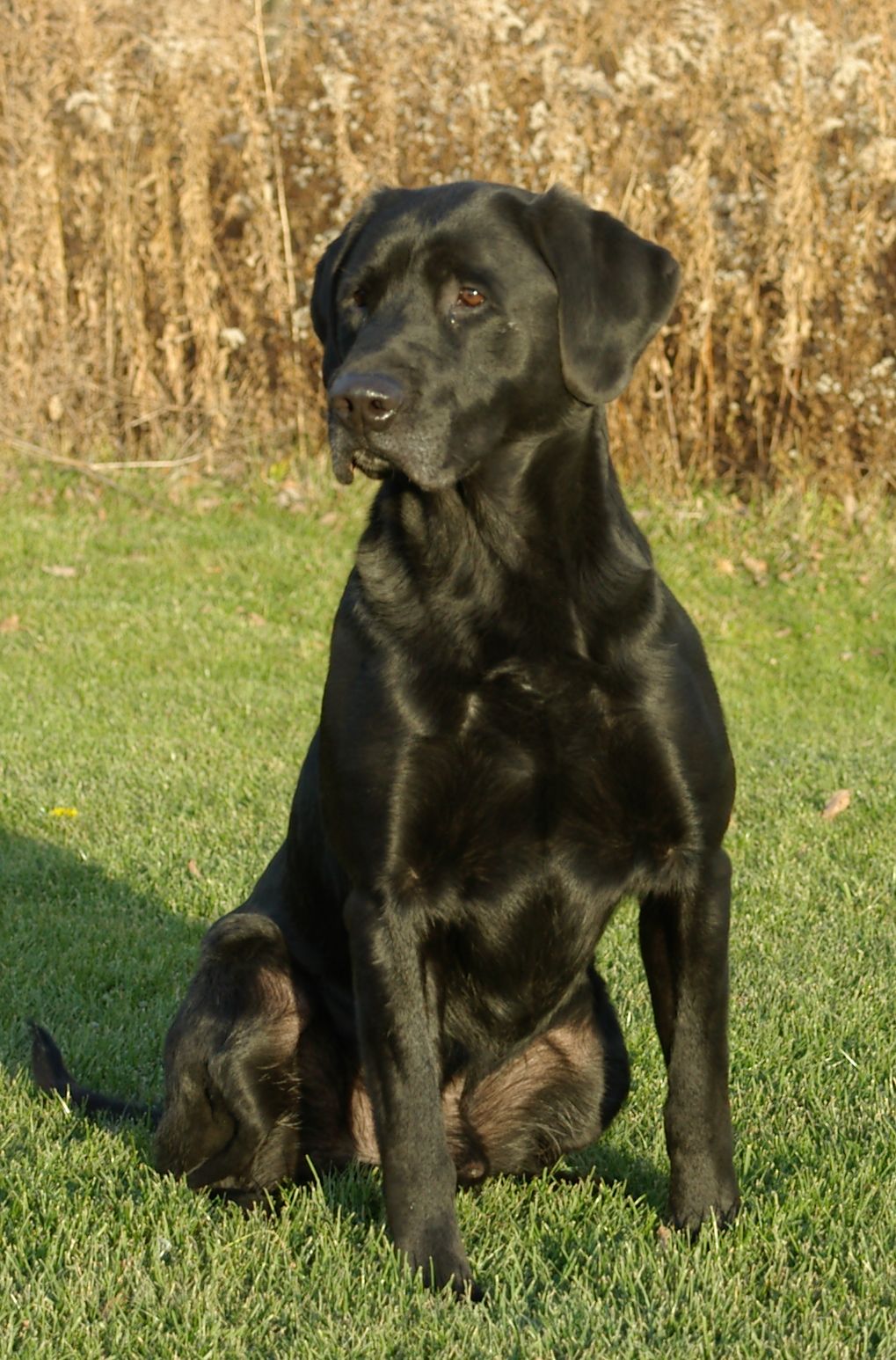 NAFTCH FTCH AFTCH Flatlands Sledgehammer | Black Labrador Retriver