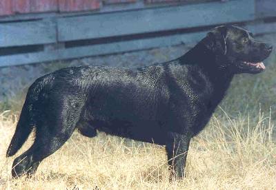 CH Clarion's Bad As I Wanna Be MH | Black Labrador Retriver