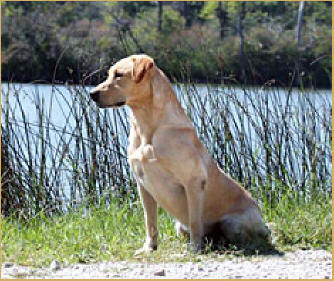 FTW  Kyoto Agreement | Yellow Labrador Retriver