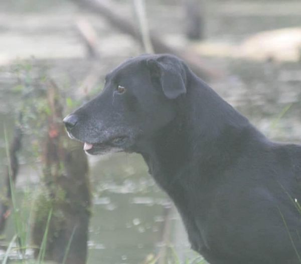 HRCH UH Kingseed's Secret Agent MNH | Black Labrador Retriver