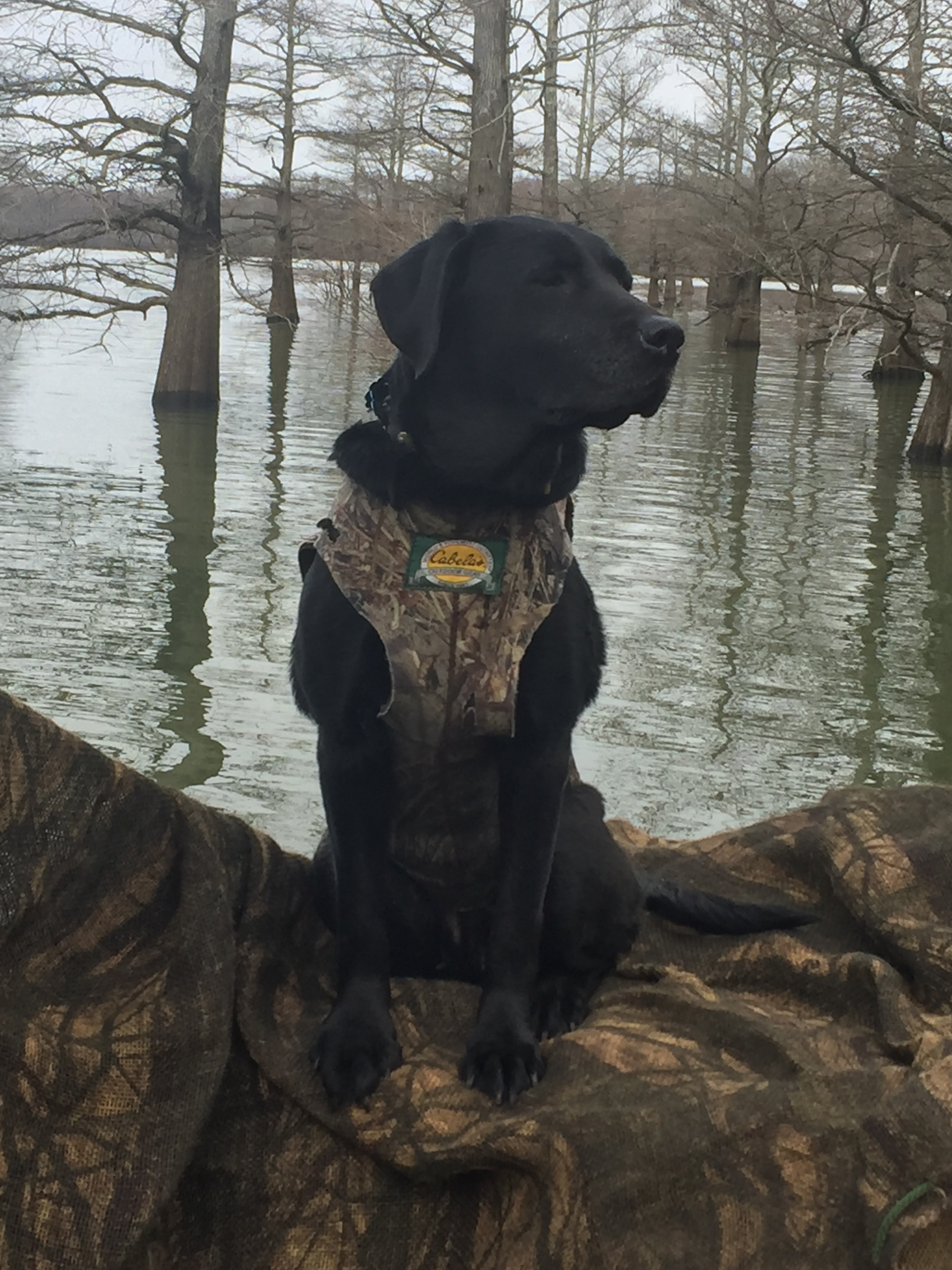 GRHRCH UH Canteen's Mossi Brite Eyed Boo MH | Black Labrador Retriver