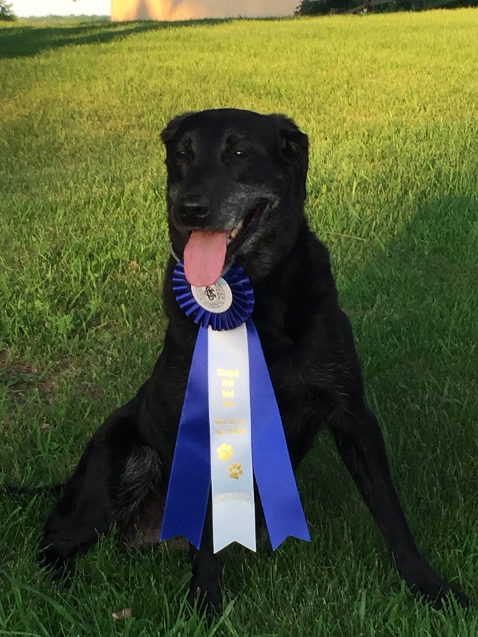 CFC-CAFC Medicine Woman MH*** | Black Labrador Retriver