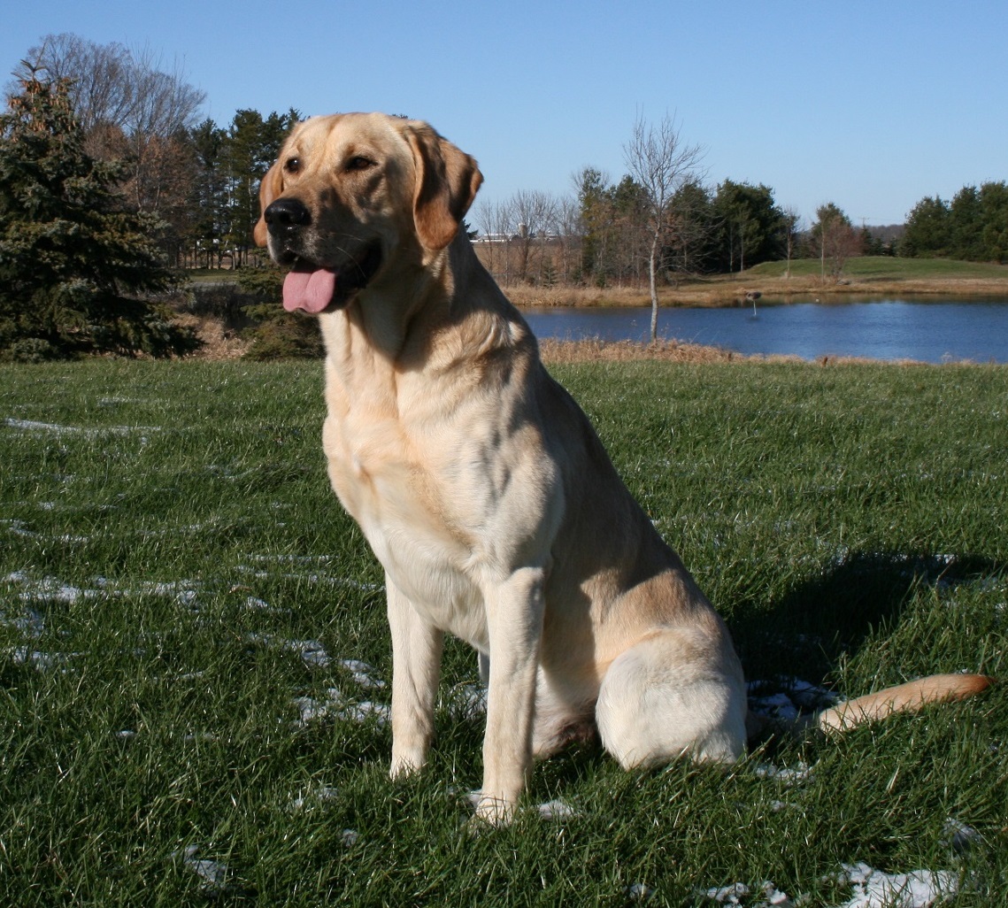 AFC Field Of Dreams Grade A Beef QAA MH | Yellow Labrador Retriver