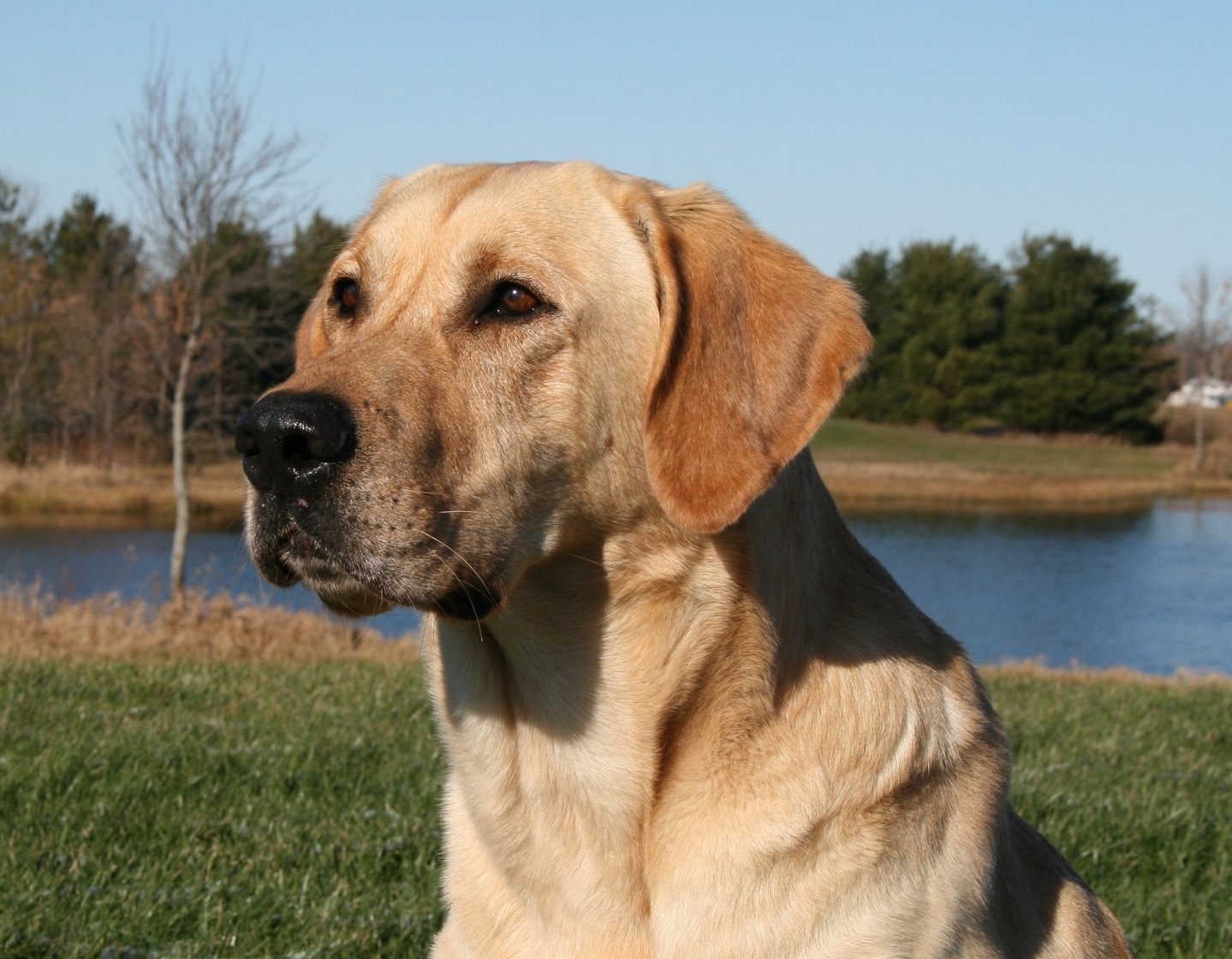 AFC Field Of Dreams Grade A Beef QAA MH | Yellow Labrador Retriver