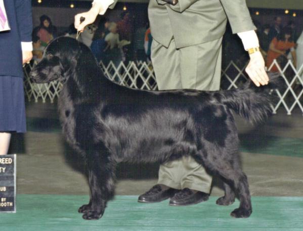 Grousemoor Dexmoor Torch | Flat-Coated Retriever 