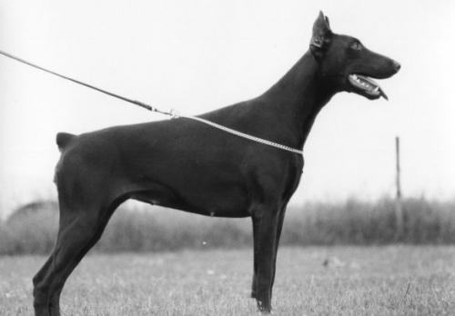 Assi v.d. Eremitage | Black Doberman Pinscher