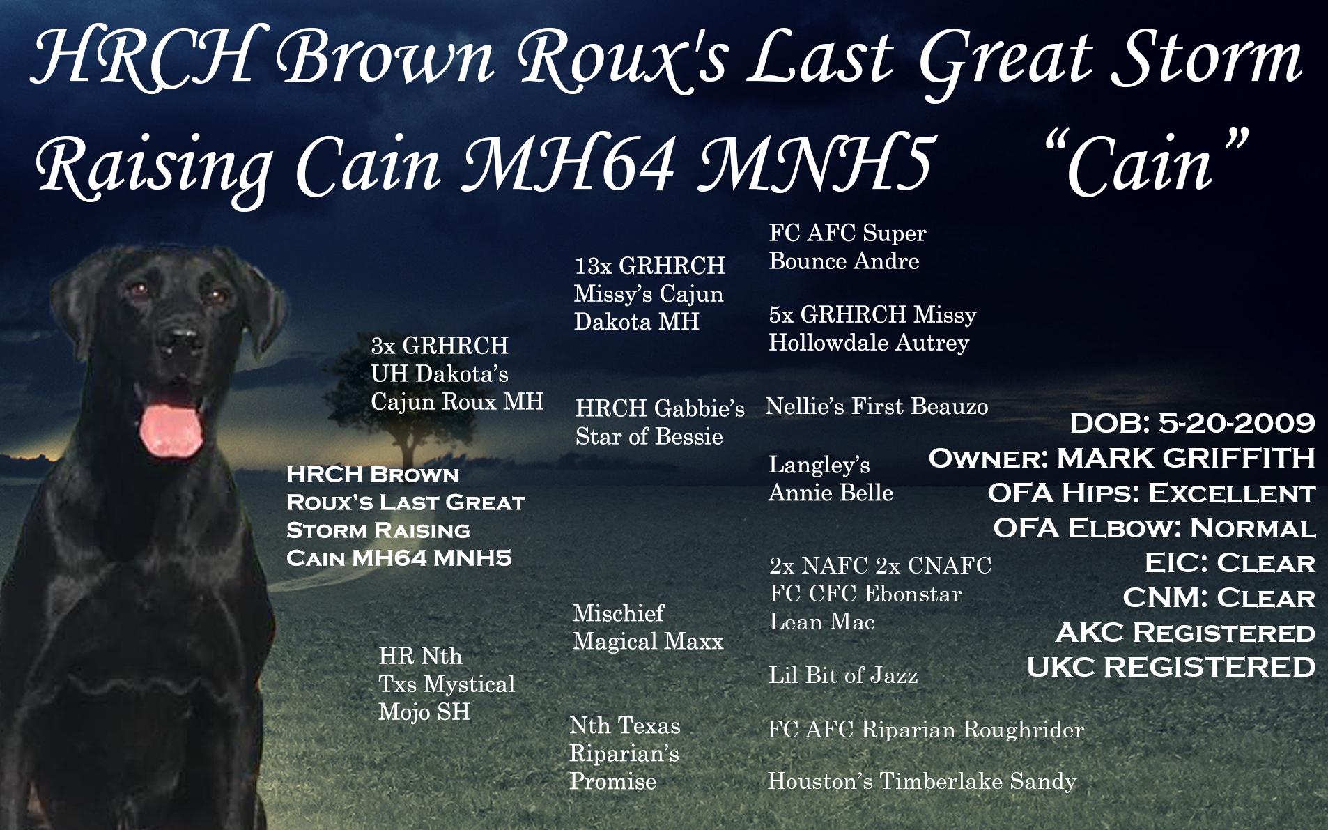 HRCH Brown Roux's Last Great Storm Raising Cain MH 34 MNH5 | Black Labrador Retriver