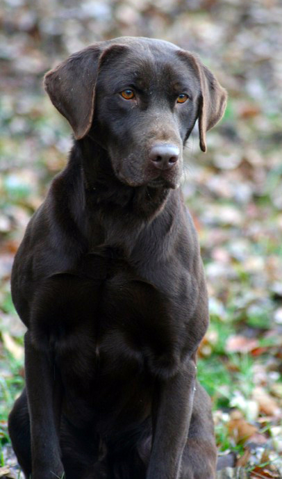 CP Tiger Mtn's For Official Use Only SH | Chocolate Labrador Retriver