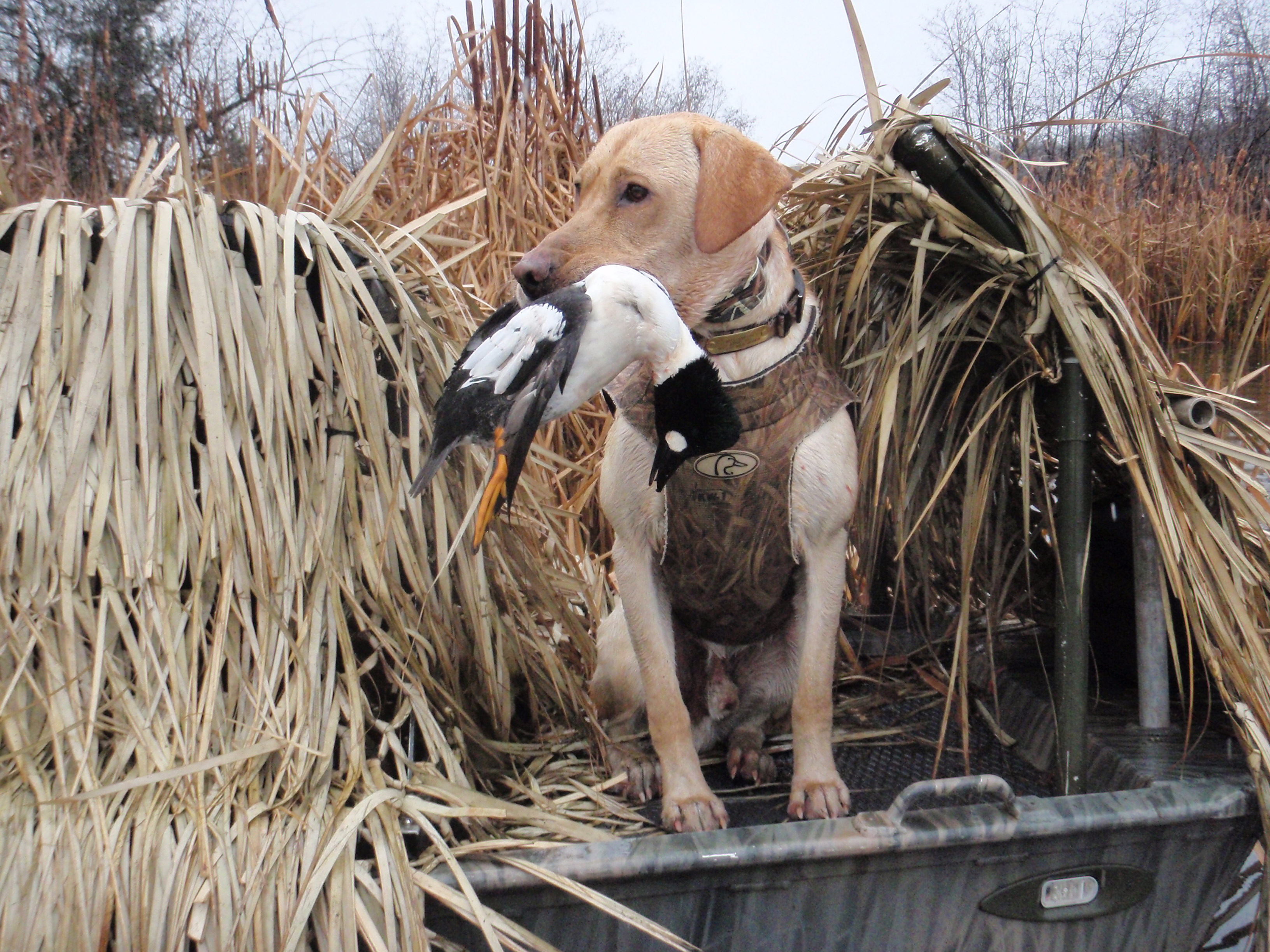 Tdk's Bird Boomerang QAA MH | Yellow Labrador Retriver