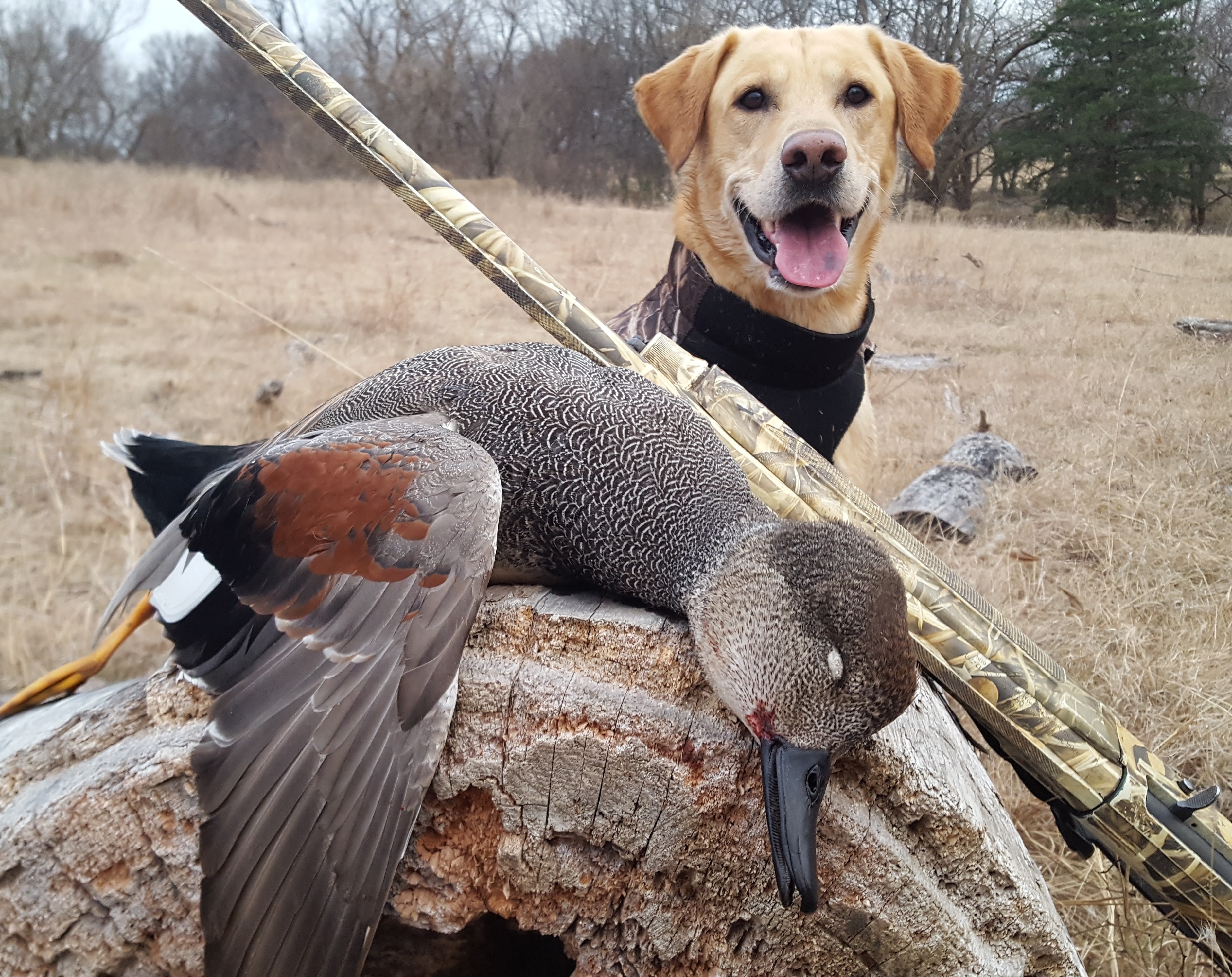 Stephens Hes A Keeper JH | Yellow Labrador Retriver