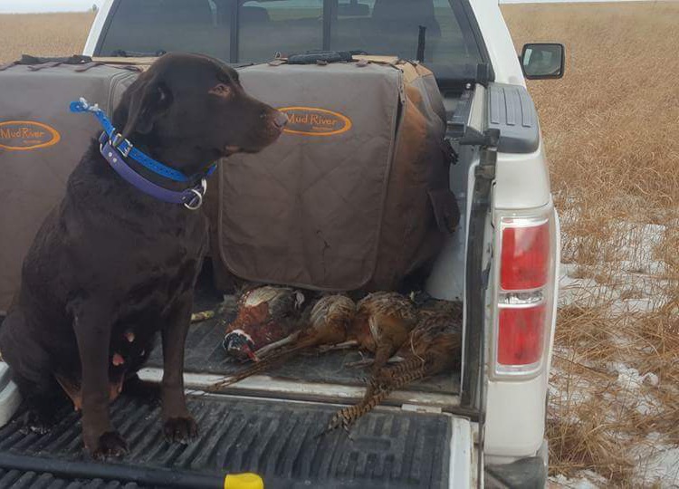 CPR  Tdk's Blue Hunter Rose Lady Jasmine | Chocolate Labrador Retriver