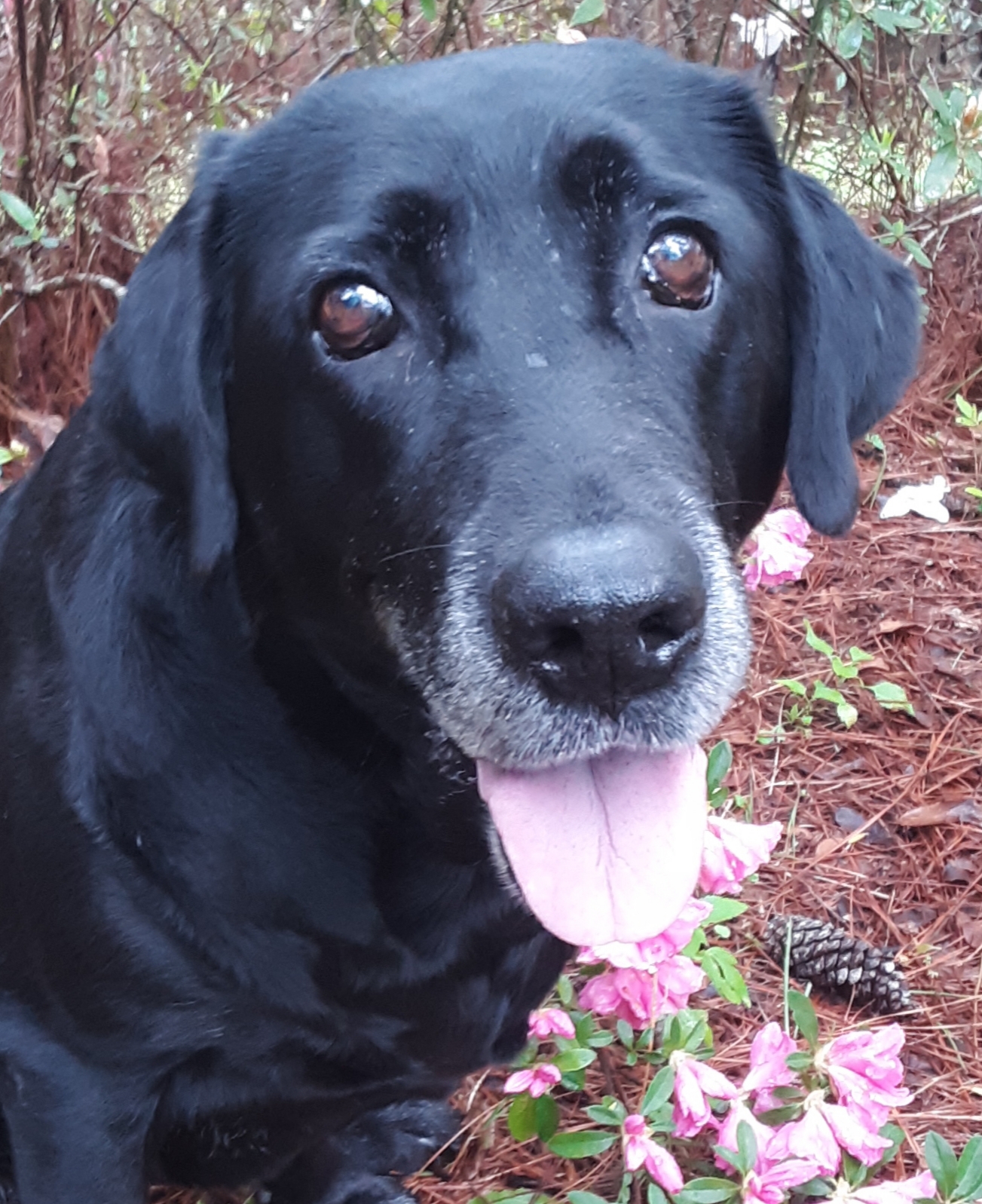 JB's Squall Line On Glen Lake | Black Labrador Retriver