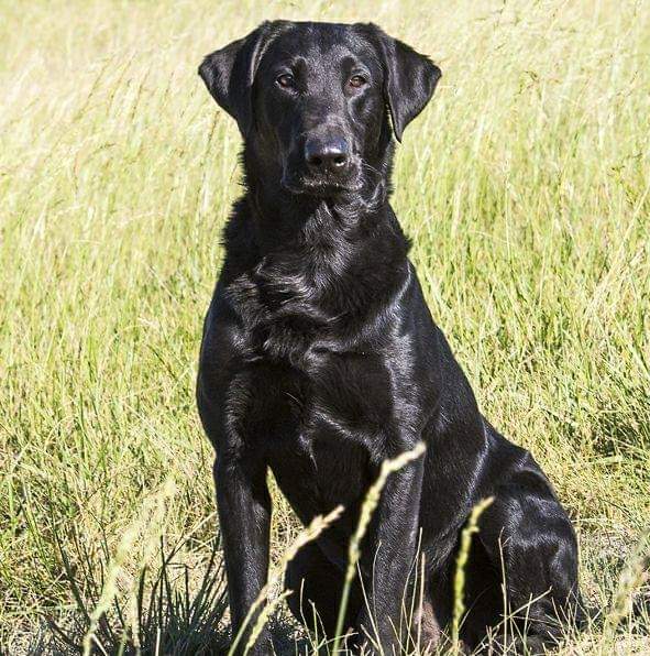 FC-AFC Tucked Away At River's Edge | Black Labrador Retriver