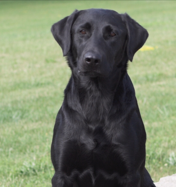 FC AFC Hardscrabble's Storm Warning | Black Labrador Retriver