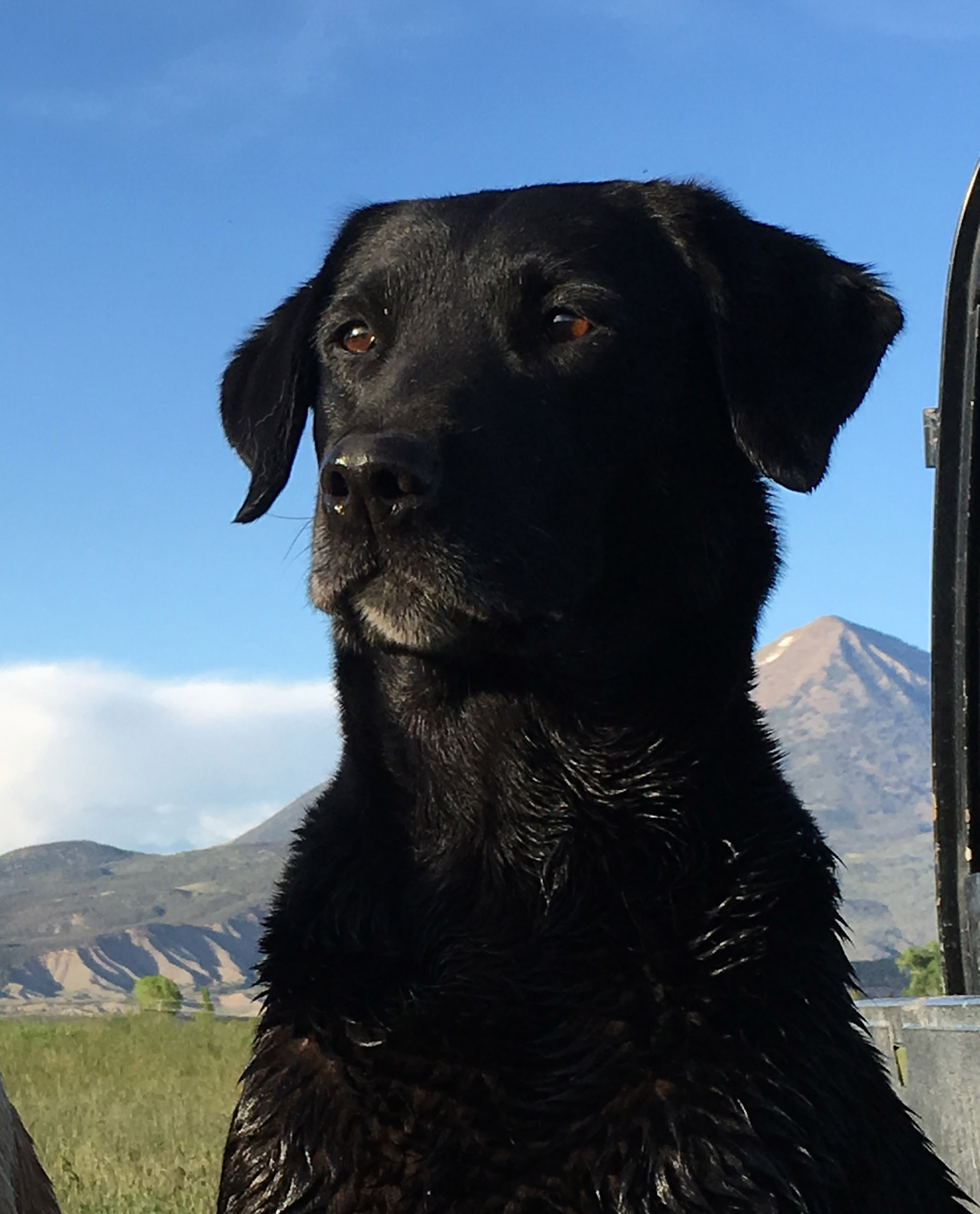 Clinetop's Amazing Grace | Black Labrador Retriver