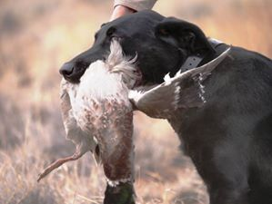 HRCH Drol'Odhar Kellan nam Cumoran MH | Black Labrador Retriver