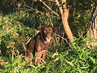 HRCH Big Creek's Cajun Storm | Chocolate Labrador Retriver