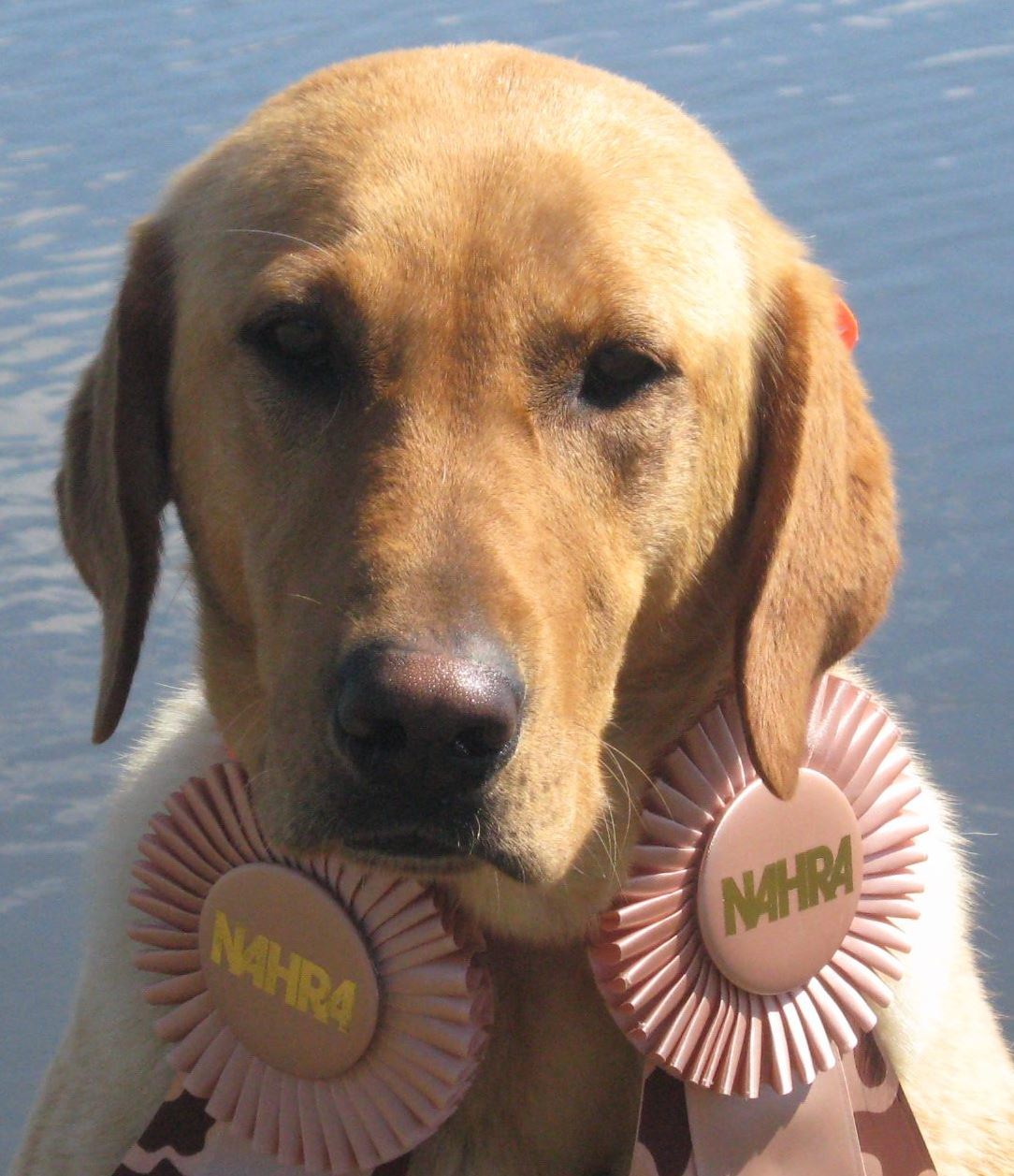 Tater's Sweet Creekside Jezebel JH CGC | Yellow Labrador Retriver