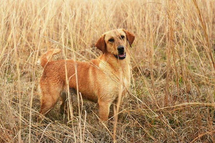 Wright's In It To Win It | Yellow Labrador Retriver