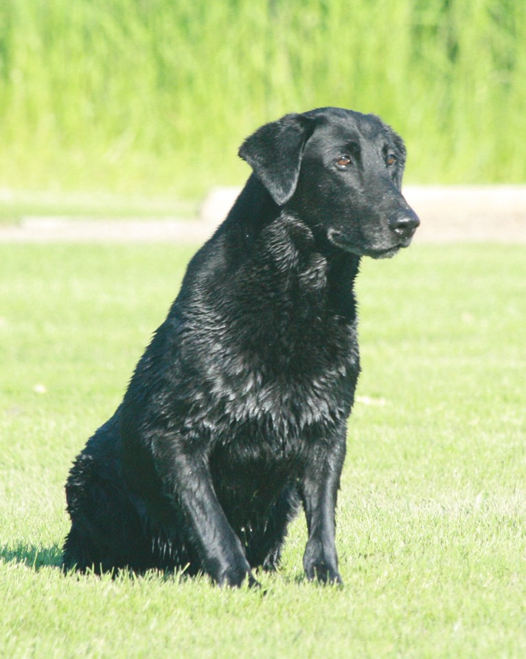 FC HRCH Castile Creeks Kingseeds Rebel Yell | Black Labrador Retriver