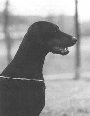 Quirino Les Deux Peupliers | Black Doberman Pinscher