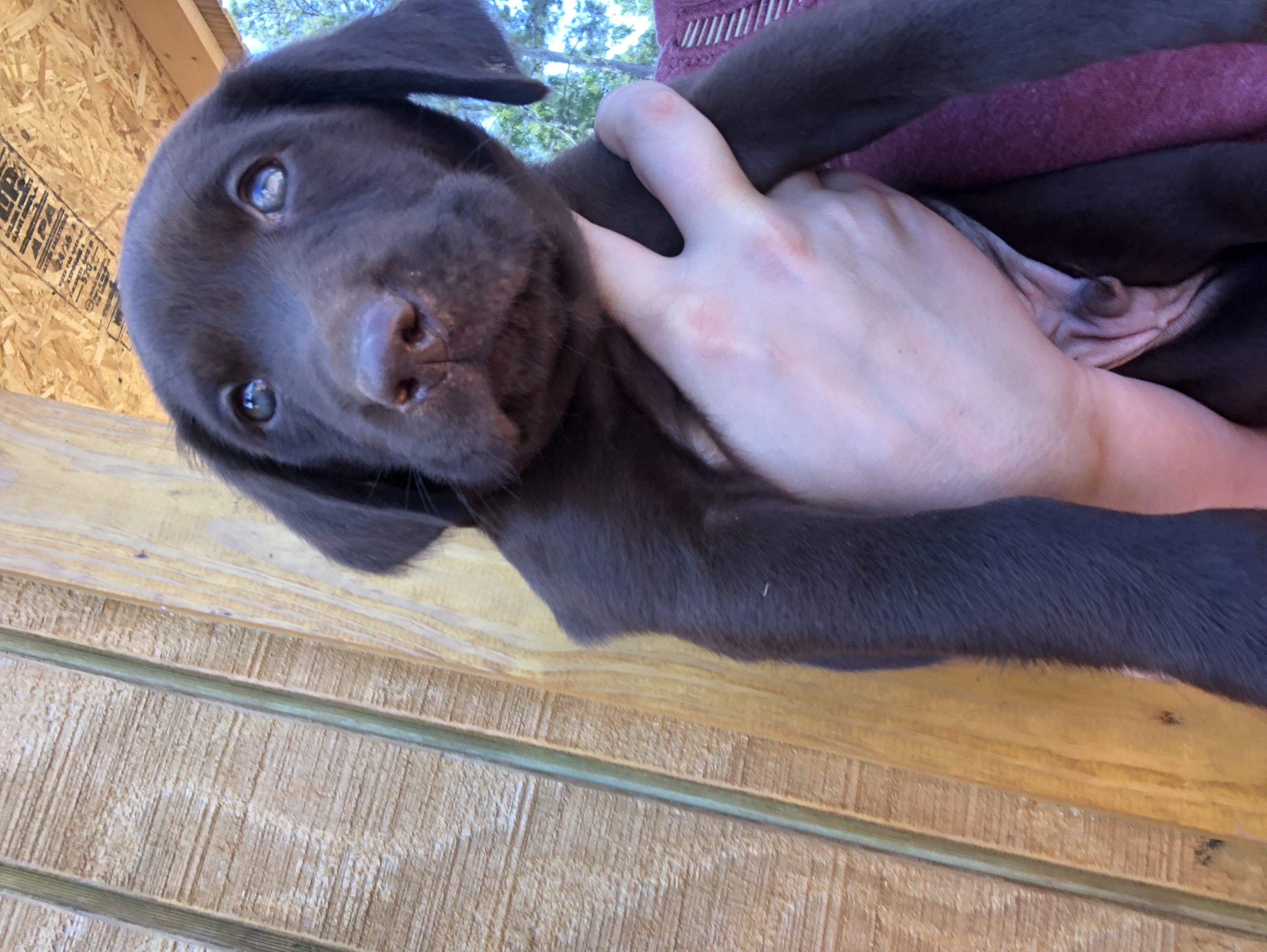 FC Craig | Chocolate Labrador Retriver