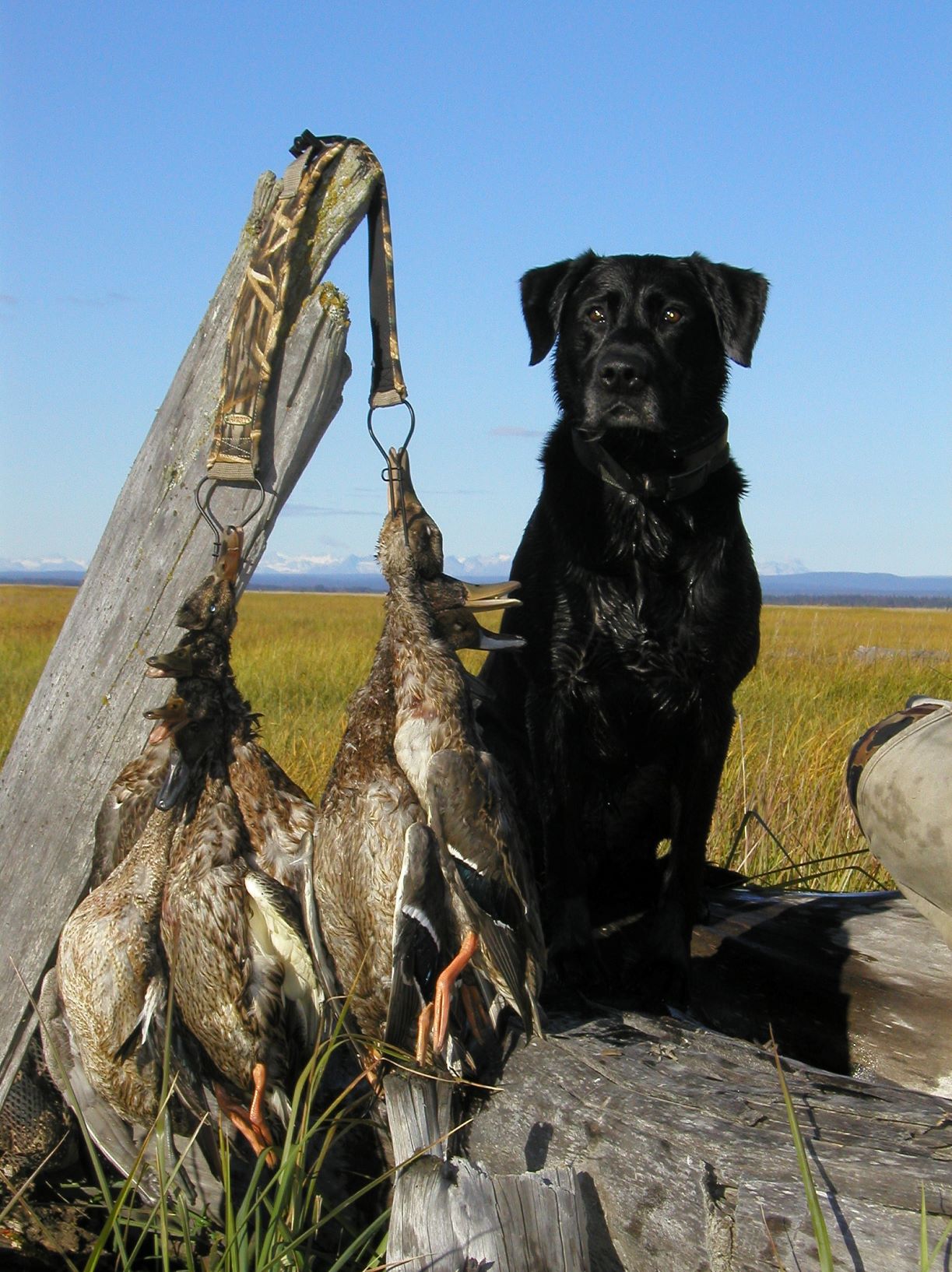 MHR Abe's Lewis River Pick | Black Labrador Retriver