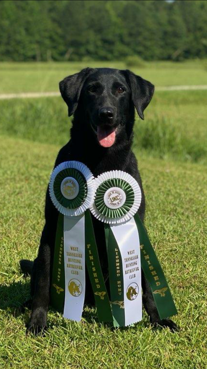 HRCH Holly Grove's Hillside TKO | Black Labrador Retriver