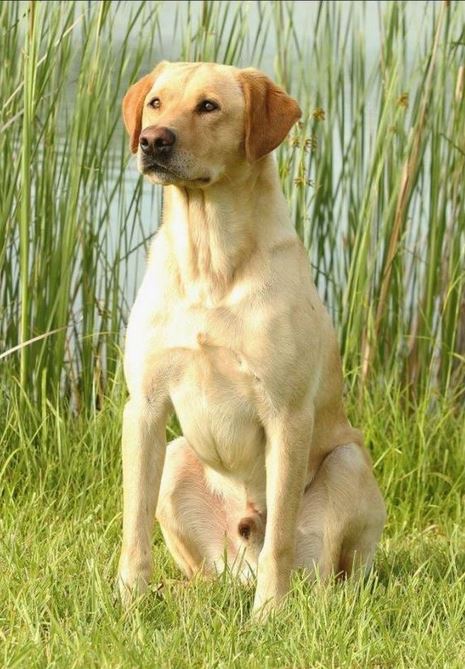 Riparian Camera Ham Sam | Yellow Labrador Retriver