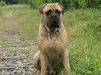 Atlantis friend de la clairiere du pivert | Bullmastiff 