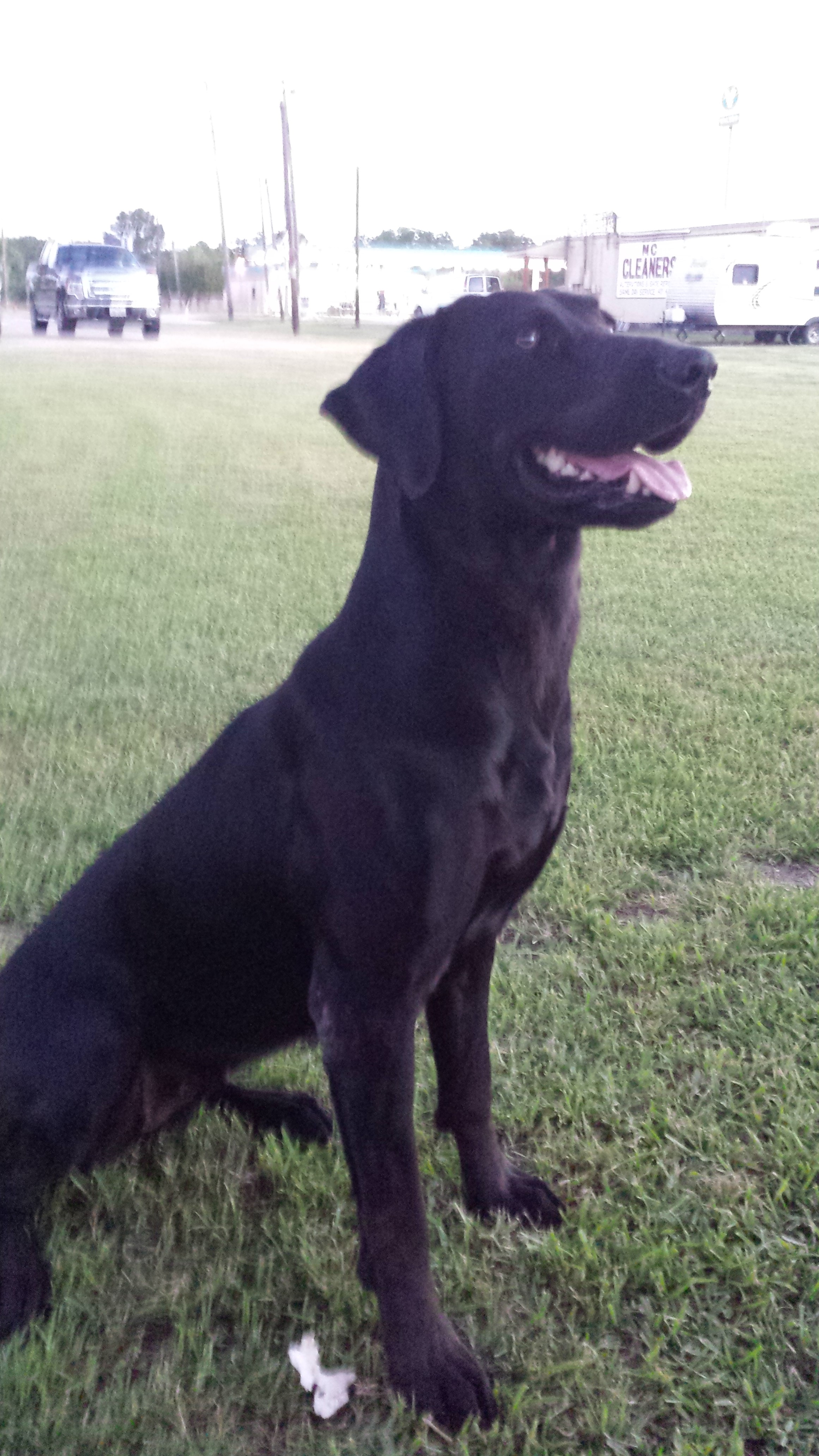 HRCH Burge's Mammas Makin Gumbo | Black Labrador Retriver