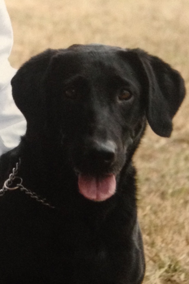 FC AFC Creole's Loup-Garou MH MNH | Black Labrador Retriver