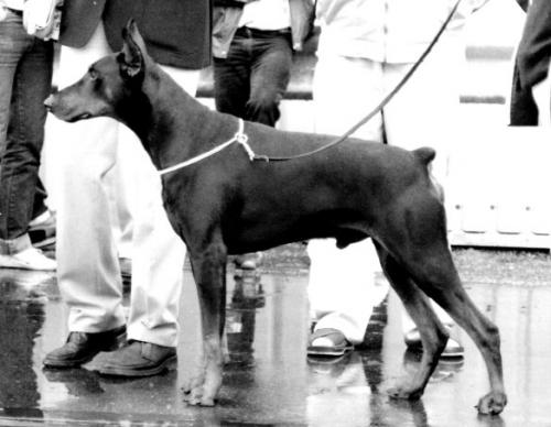 Amos v. Franckenhorst | Black Doberman Pinscher