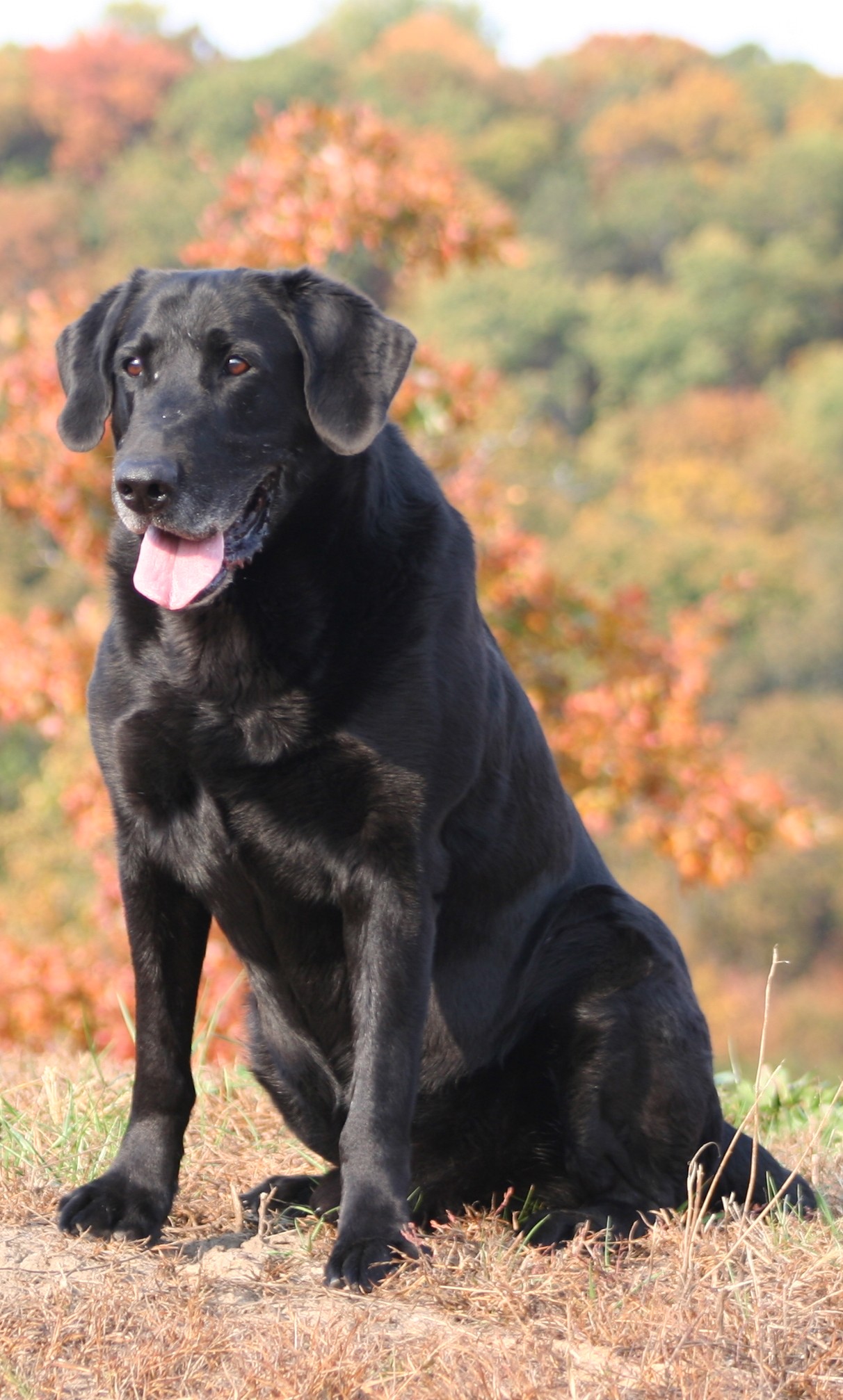 FC Red Cedar's Wide Receiver | Black Labrador Retriver