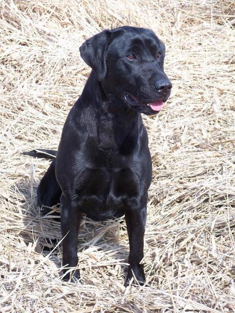 Oakley's Outlaw Kate | Black Labrador Retriver