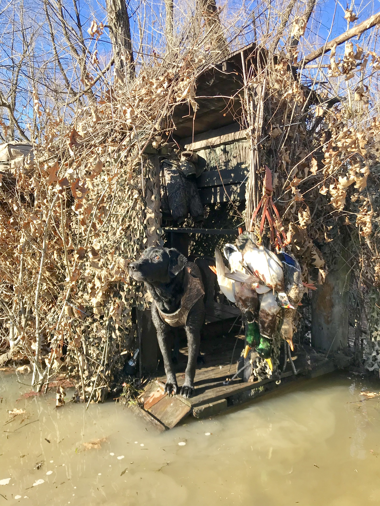 GRHRCH Sipsey River's Cool As Ice MH MNR | Black Labrador Retriver