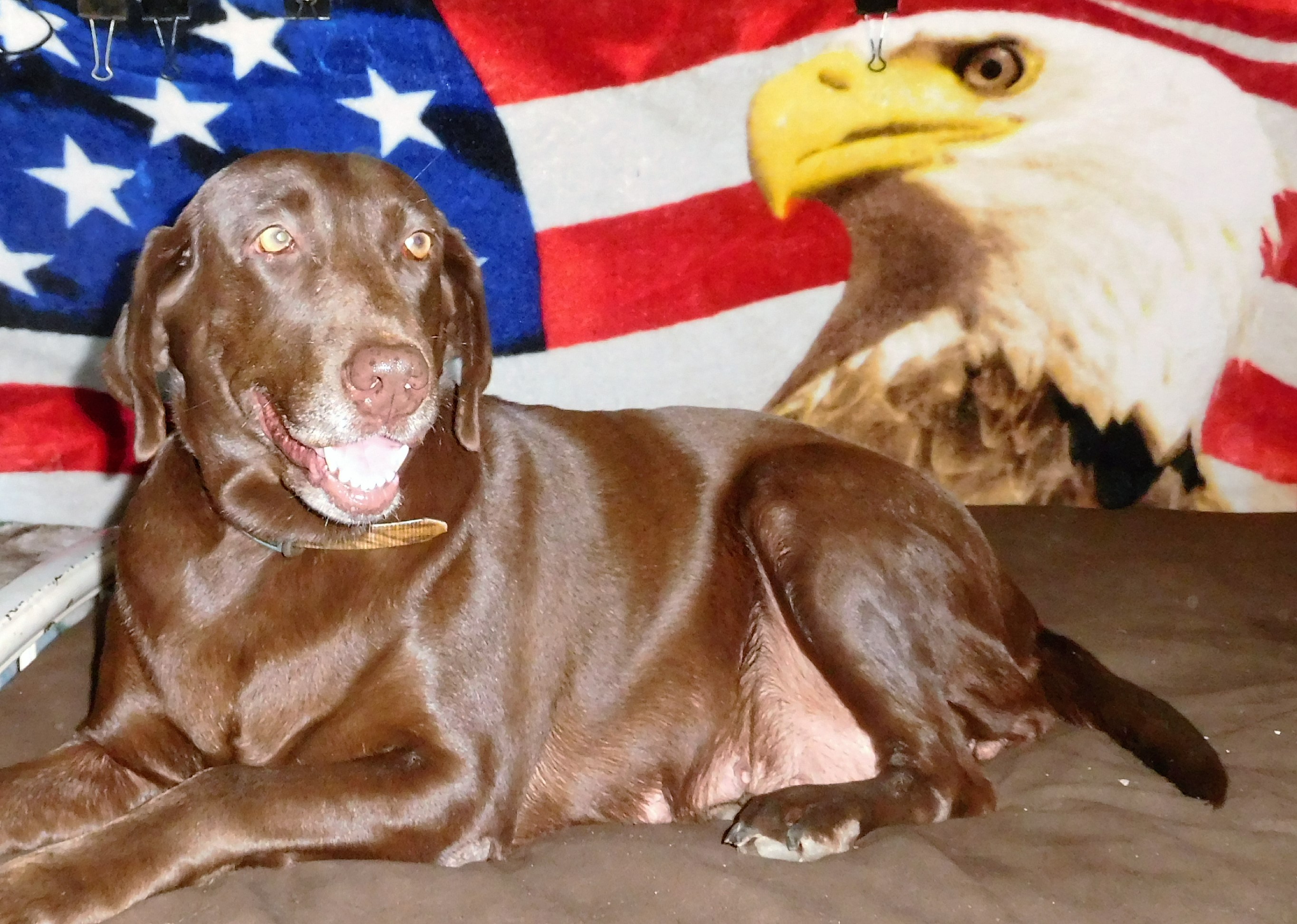 Sagecreek's Benelli With A Bang-Bang (Nelli) | Chocolate Labrador Retriver