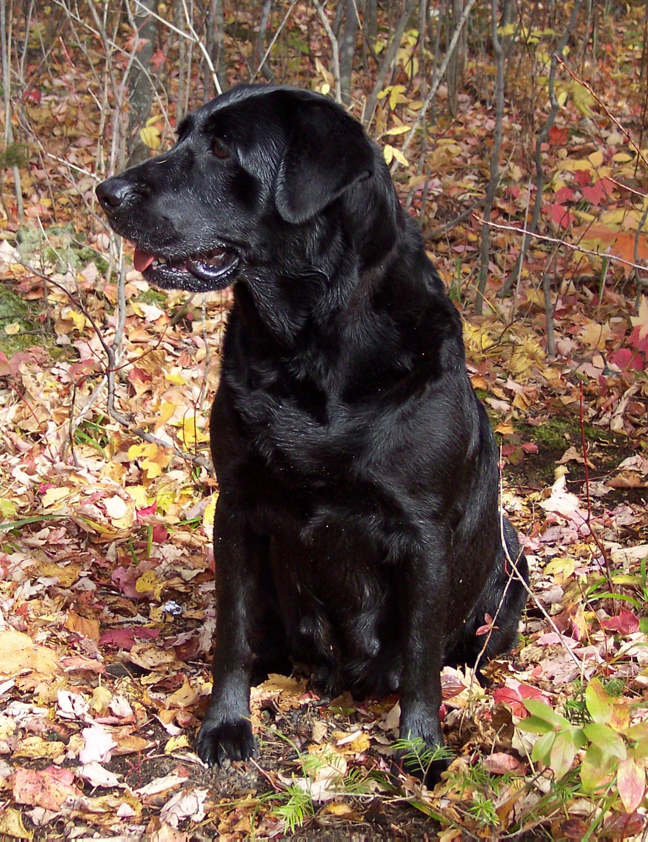 Jolor's Ms Deva D | Black Labrador Retriver