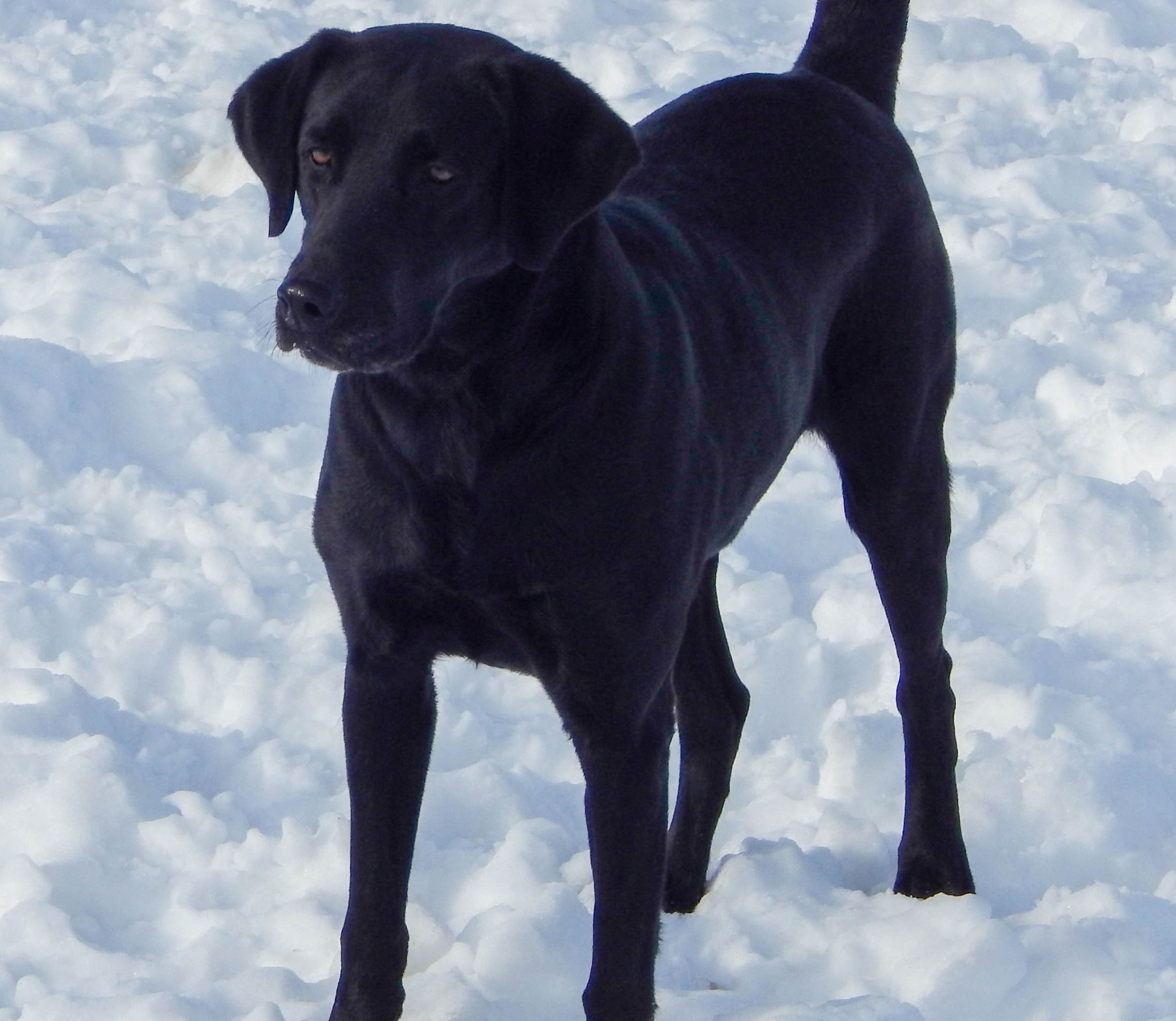 Birddog's Riptide Vertigo | Black Labrador Retriver