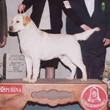 CH Laylochs Samson At Tecumseh | Yellow Labrador Retriver