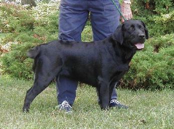 Tecumsehs Ponca Princess CGC | Black Labrador Retriver