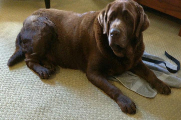 Tru-Heart's Tropical Storm Tracker | Chocolate Labrador Retriver