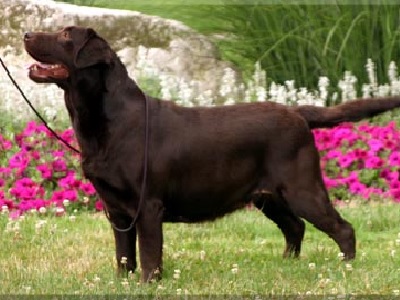 Big Skys Sable | Chocolate Labrador Retriver