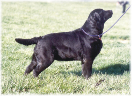 Tabatha's Token Talent | Black Labrador Retriver