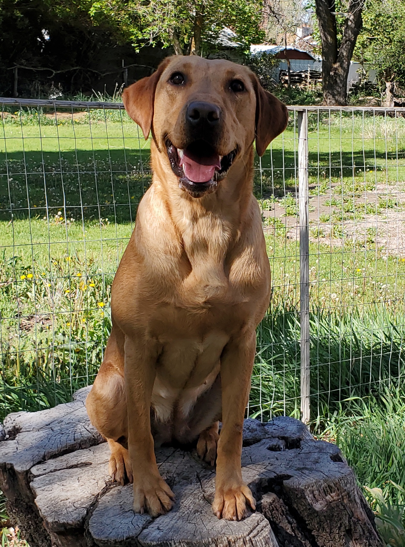 DUCKPUP'S TIME FLIES | Yellow Labrador Retriver