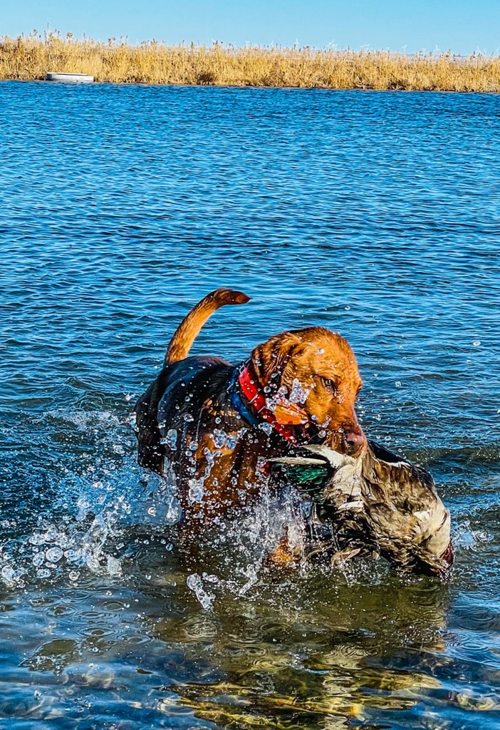 DUCKPUP'S RED SOLO PUP | Yellow Labrador Retriver