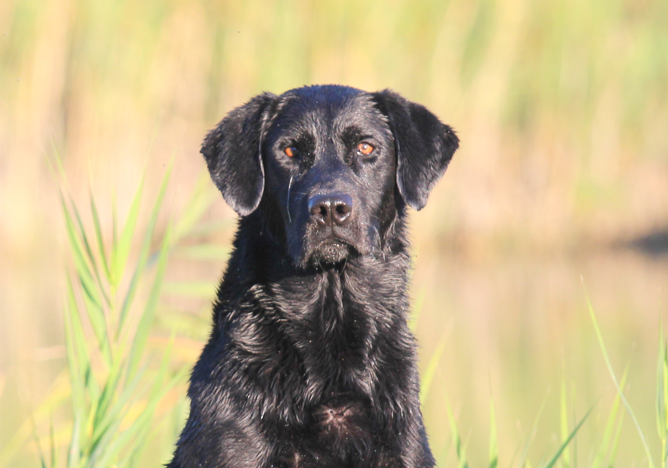 HRCH Landover's Blake Of Laubenhaid Acres MH | Black Labrador Retriver