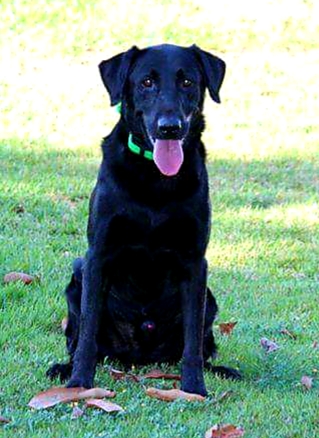 Premier's Carbon Star | Black Labrador Retriver