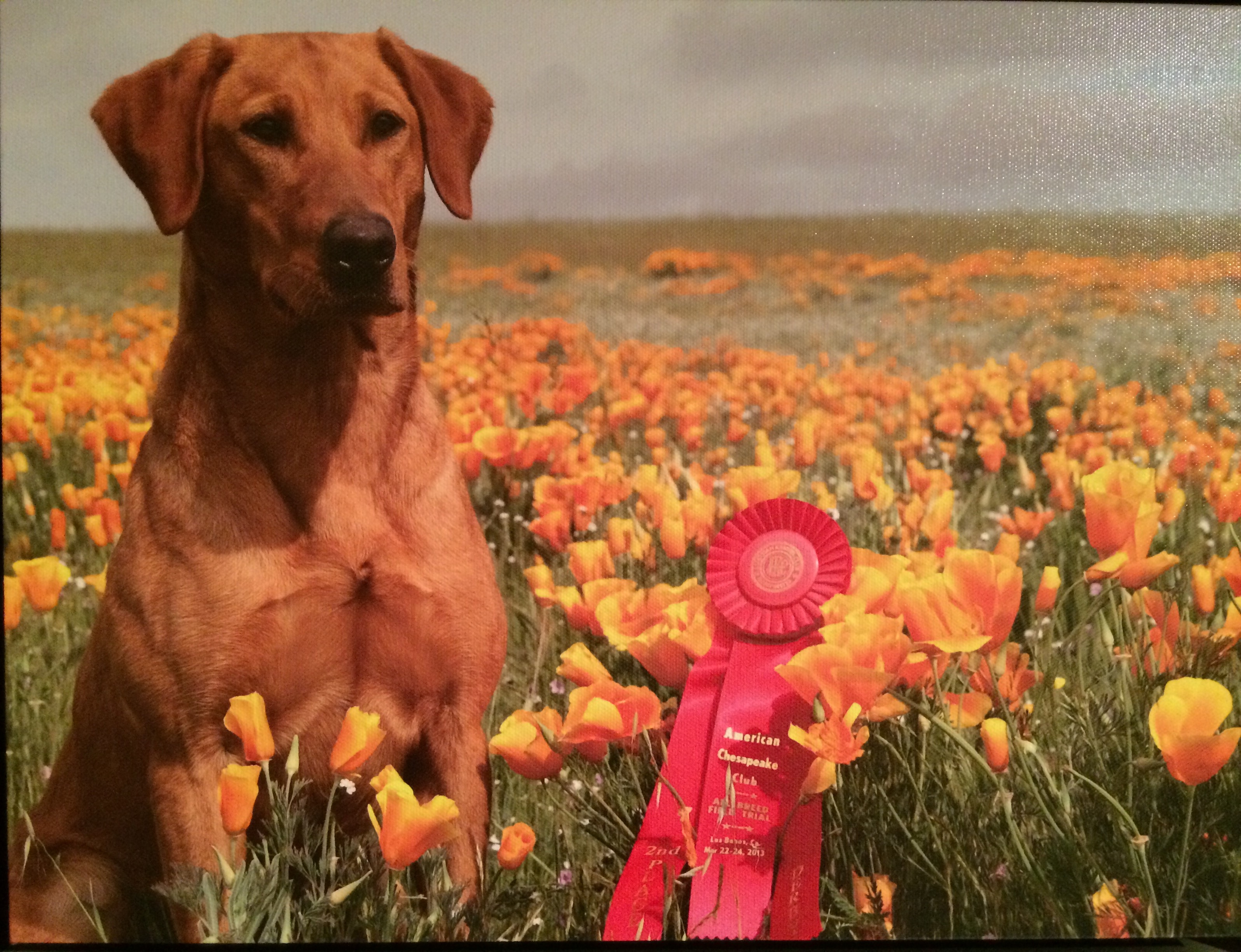 Working's Locked N Loaded | Yellow Labrador Retriver