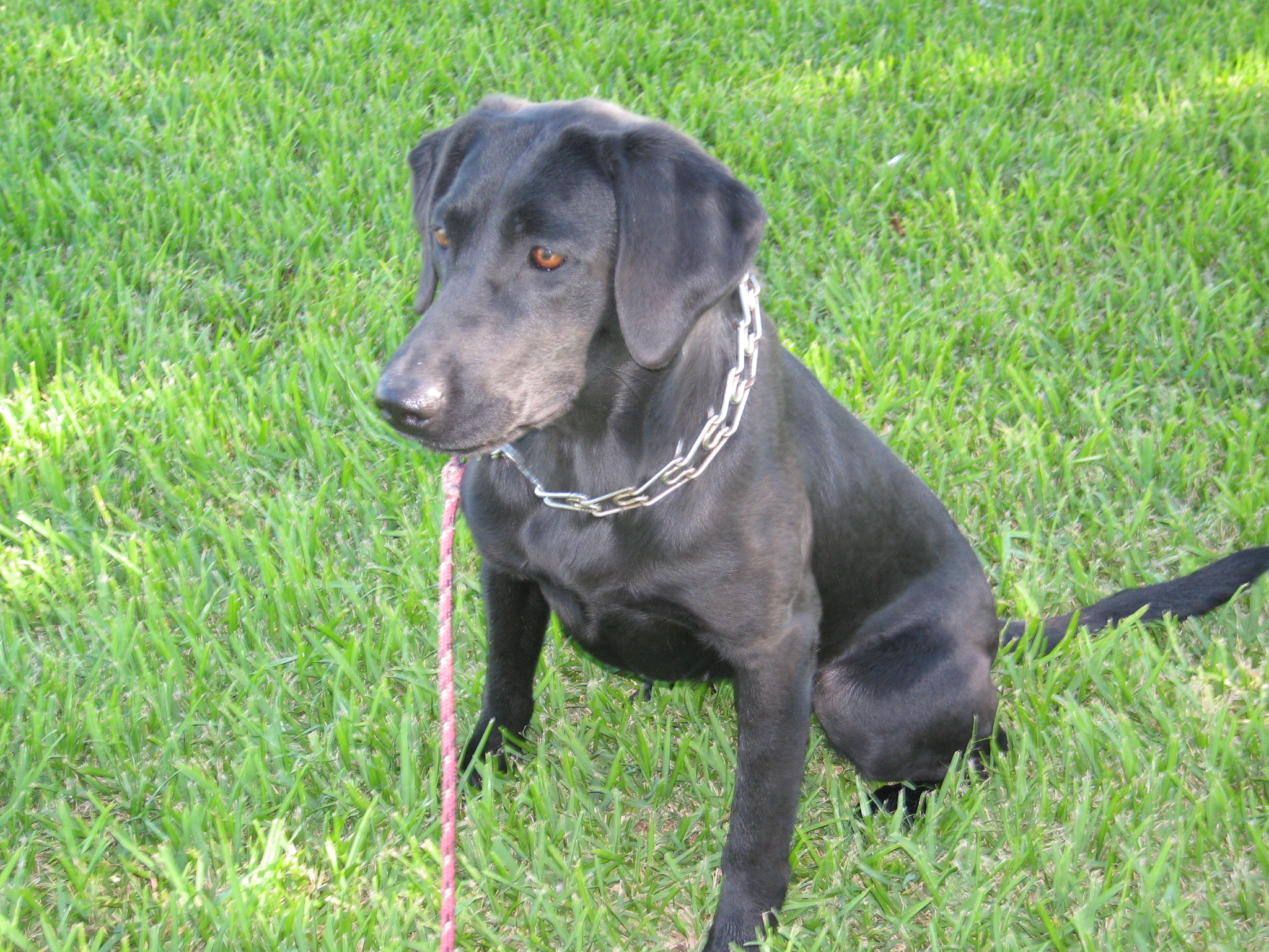 HR Moonstone's Back In Black | Black Labrador Retriver